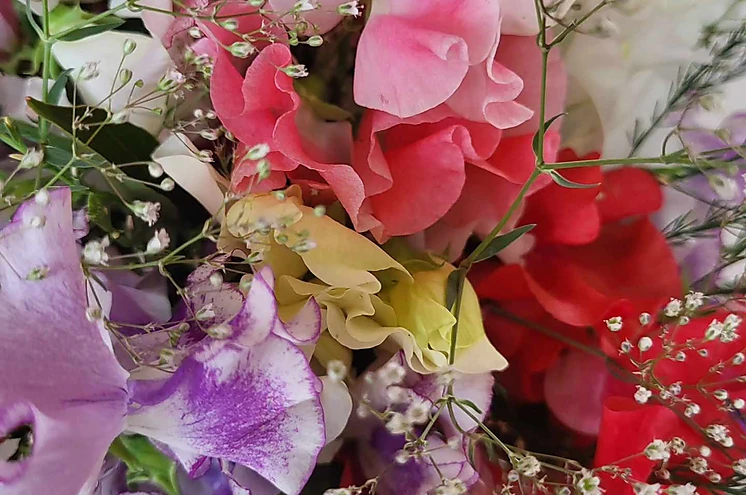 Floristika - ziedi, dekoratīvie ziedi, lielziedi